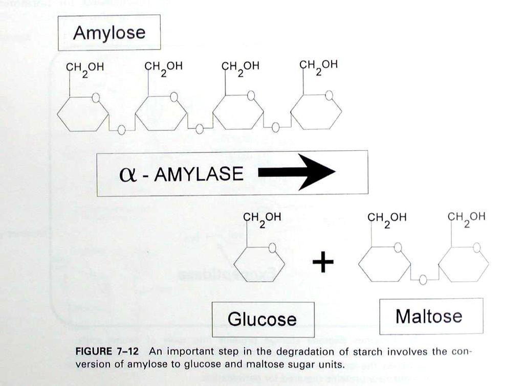 Steps of starch decomposition (Hartmann et al
