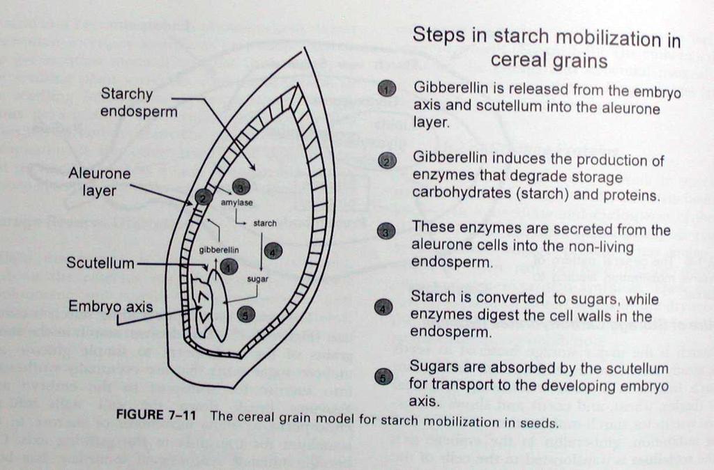 Starch mobilization in cereals (Hartmann et al.