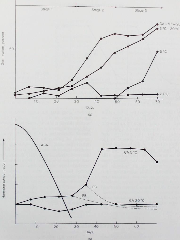 Germination of peach seeds treated with GA at different
