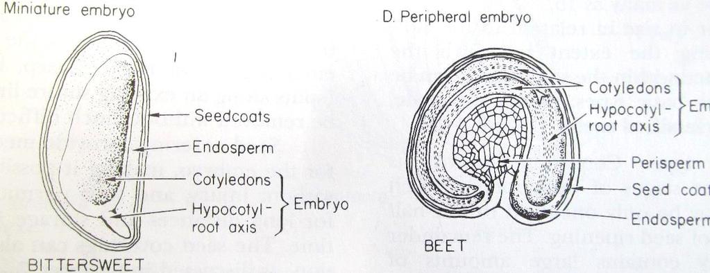 Seed development types Prof. Dr.