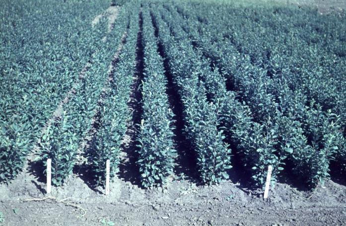 Seedbeds