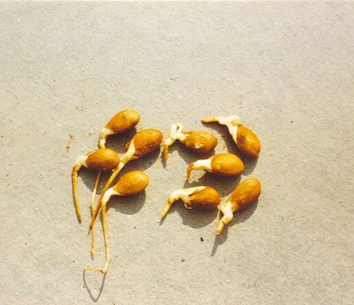 Peach seeds prepared for planting (right: