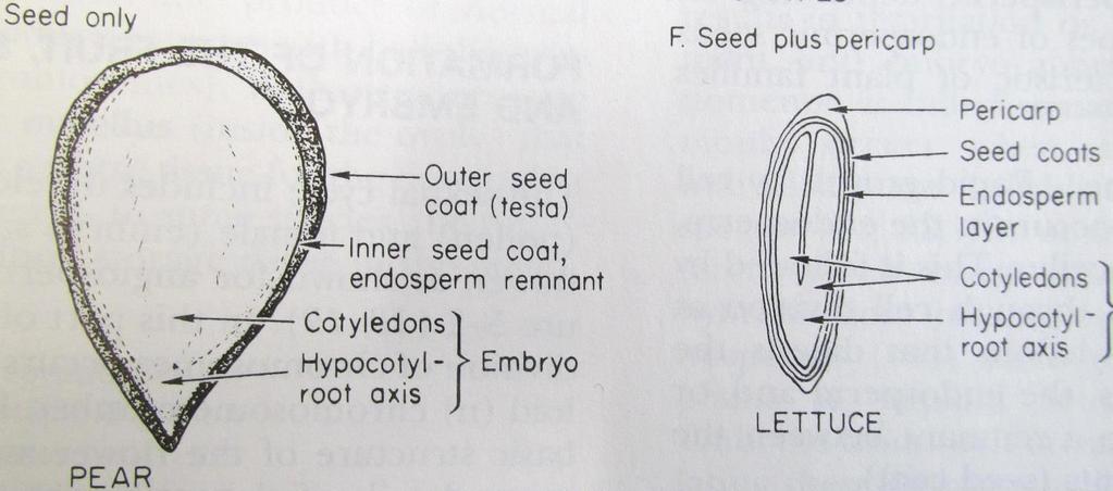 Seed development types Prof. Dr.