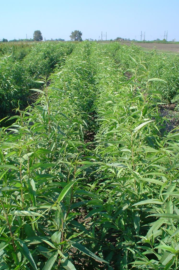 Rootstocks raised from planting of germinated seed are ready