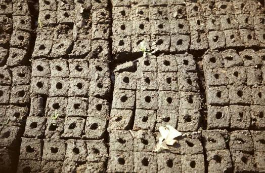 seedlings