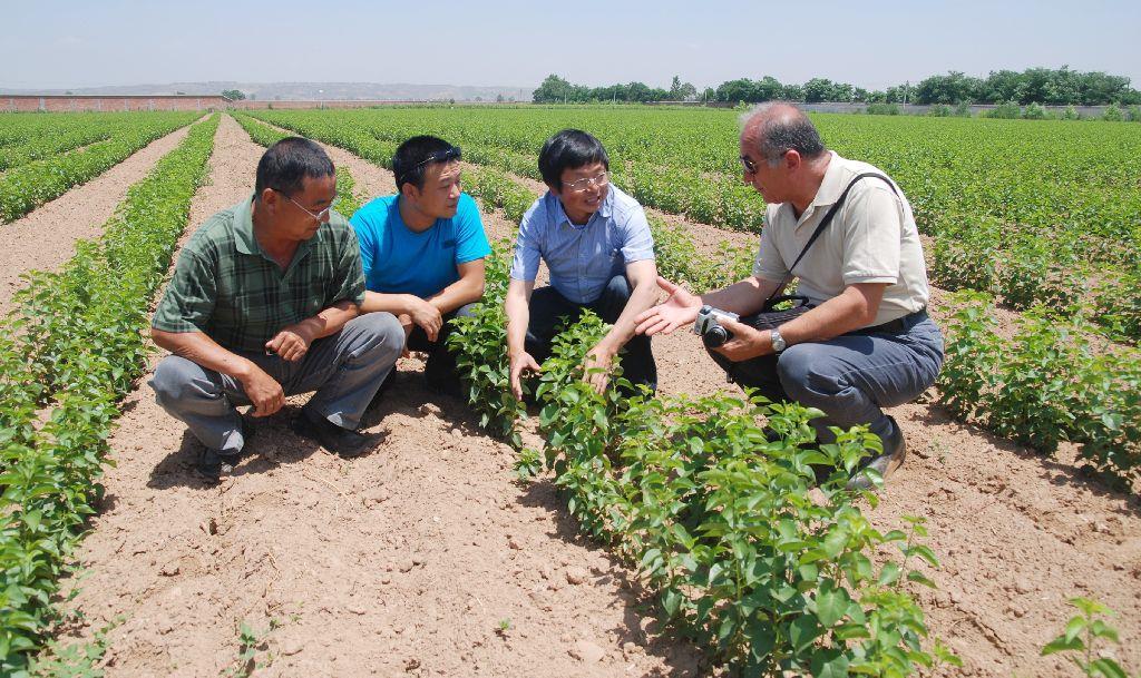 Mahaleb seedlings sown in spring in China (Sanyuan Nursery,