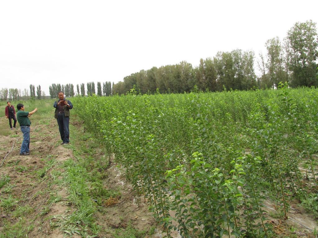 Mahaleb seedlings ready for