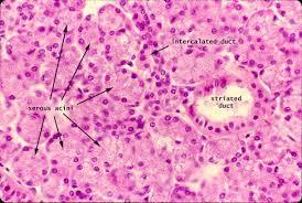 Serosus és mucinosus Glandula