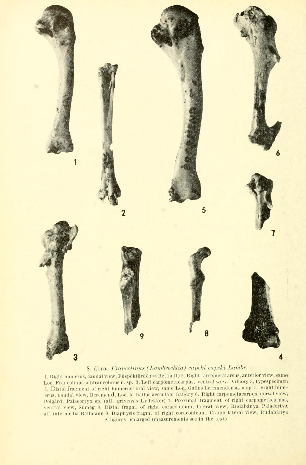 8. ábra. Francolitms (Lambrechtirt) capeki capeki Lambr. 1. Right humerus, eaudal view, Püspökfürdő (= Betfia II) 2. Right tarsometatarsus, anterior view, same Loc. Francolinus subfrancolinus n. sp.