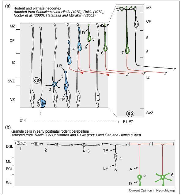 Az axon dendrit elkülönülés in vivo germinatív zónából kikerülő neuron nyúlványai még nem