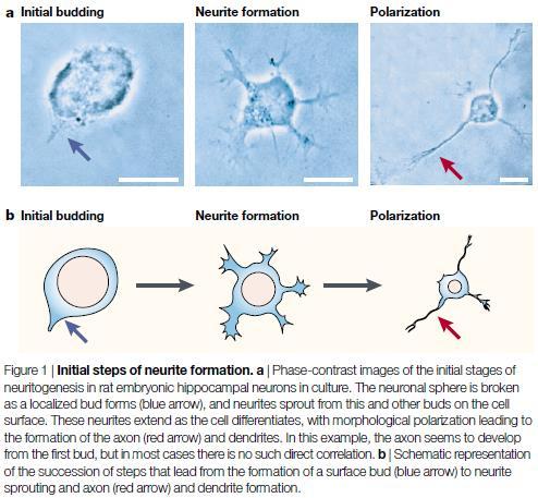 Az axon dendrit elkülönülés in vitro