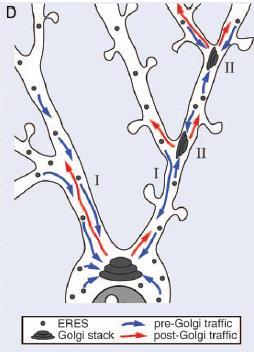 Neuronális fehérjeszintézis, sorting membránfehérjék a dendritekben: - ER,