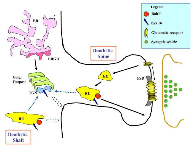 plazmamembránhoz - lokális fehérjeszintézis a dendritekben: speciális cargo