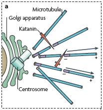 Neuronális MTs icrotubule organization and organelle distribution in axons and dendrites.