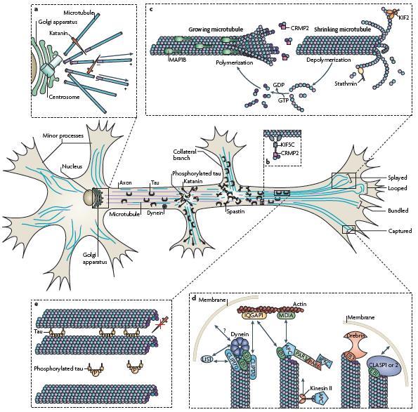 A neuronális vázfehérjék mikrotubulus asszociált