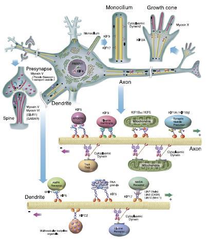 A neuronális motorfehérjék szállítás (cargo): - vezikula - multiprotein komplex - organellum -
