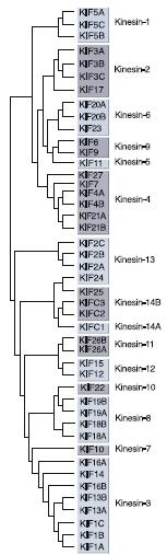 A neuronális motorfehérjék axon kinezin szupercsalád