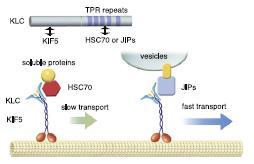 A neuronális motorfehérjék kinezin szupercsalád (KIFs) - cargo kötés ált.