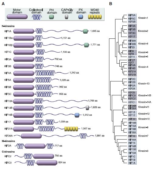 A kinezin