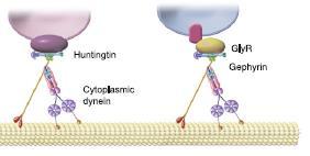 A neuronális motorfehérjék dynein szupercsalád - citoplazmás dynein > 1,5 MDa fehérje