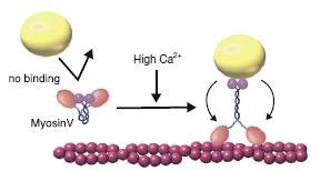 - cargo-kötés az asszociált fehérjekomplexen