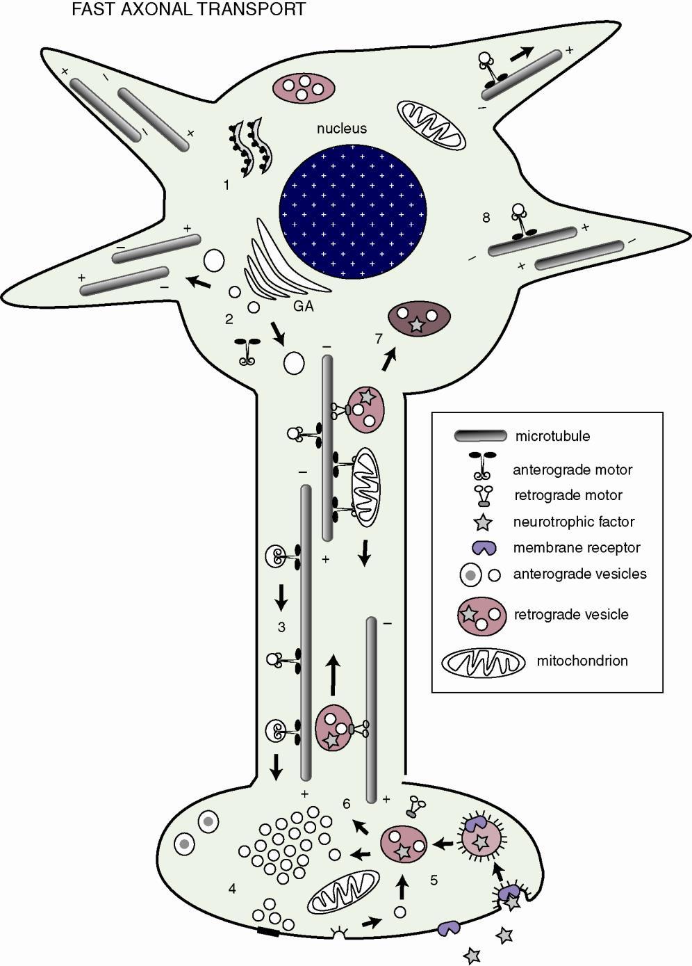 A gyors axonális transzport Figure 2.9 Fast axonal transport represents transport of membrane-associated materials, having both anterograde and retrograde components.