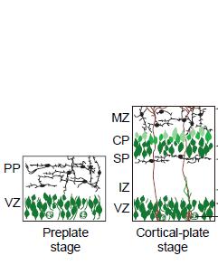 A neocortex fejlődése vetítő neuronok inside-out vándorlása legelőször a MZ sejtjei