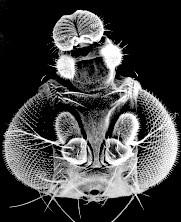 A nyolc gén két génkomplexbe szervez dött: az Antannapédia (ANT-C) és a Bithorax (BX-C) komplexekbe (11.13. ábra).