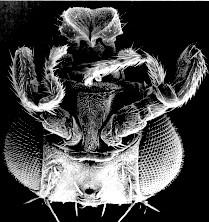A kromoszómának azt a részét, amely az Antennapédia és a Bithorax komplexeket tartalmazza szokás homeotikus génkomplexnek (Hom-C) nevezni.