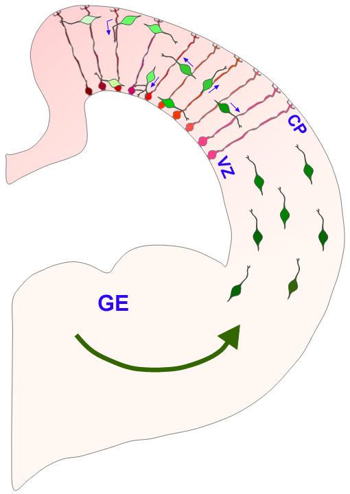 progenitorok glutamaterg neuronokat hoznak létre) Kazunori Nakajima, 2007 MGE: medial ganglionic
