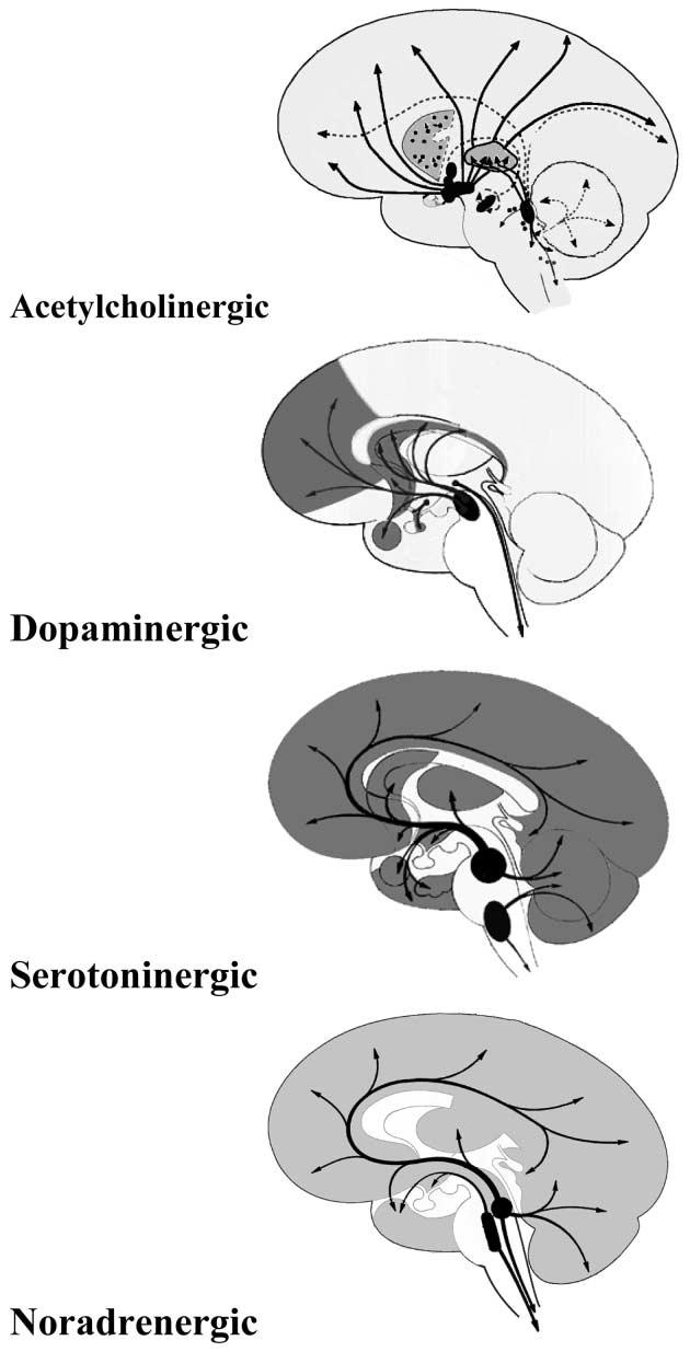 Neurotranszmitter rendszerek Emx2 Ngn2 Glutamaterg Nkx2.