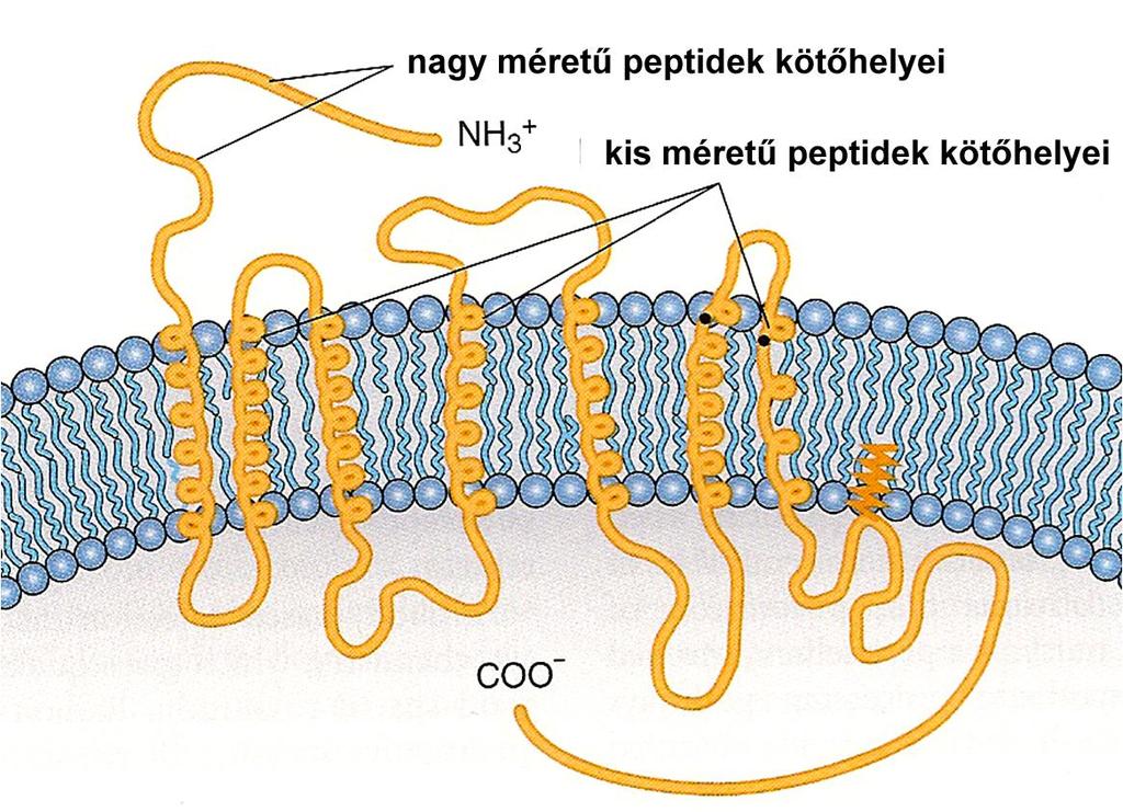 Nagy peptidek receptoraihoz különösen nehéz