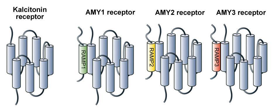 Az amylin receptorai G-proteinhez kapcsolt receptorok B családja core régió (kalcitonin receptor) receptor aktivitást módosító fehérje (RAMP) Poyner DR.