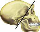 (Australopithecus), amely már ún.