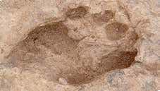 10 I. Az őskor és az ókori Kelet 7 8 Samu koponyatöredéke és feltételezett lábnyoma.