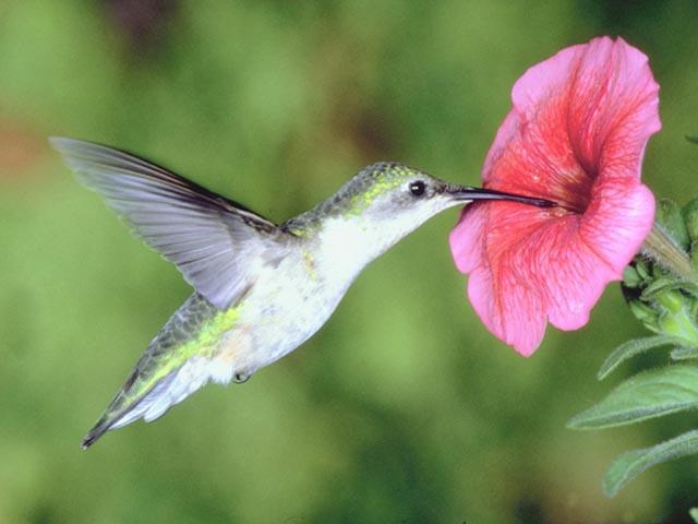 În timpul iernii multe păsări Colibri migrează în căutare de hrană. Asemenea albinelor, ele duc polenul de la o plantă la alta în timp ce se hrănesc.