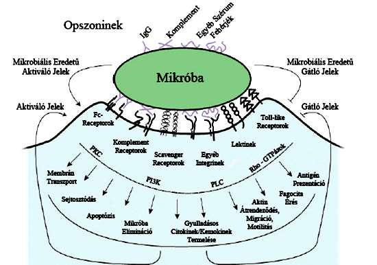 3. ábra A ligandum-receptor kötést követően aktiválódó főbb jelátviteli utak (Underhill [33] nyomán) 1.3.2 A PMN fagocitózisának menete Mivel a dolgozatban bemutatott kísérletek értelmezéséhez nem