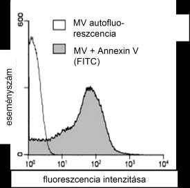 11. ábra. A MV-ok jelölése Annexin V-tel. Reprezentatív áramlási citometriás kísérlet. A fenti lipid kettősréteg kimutatás mellett specifikus, membránra jellemző lipid kimutatási próbát is végeztünk.