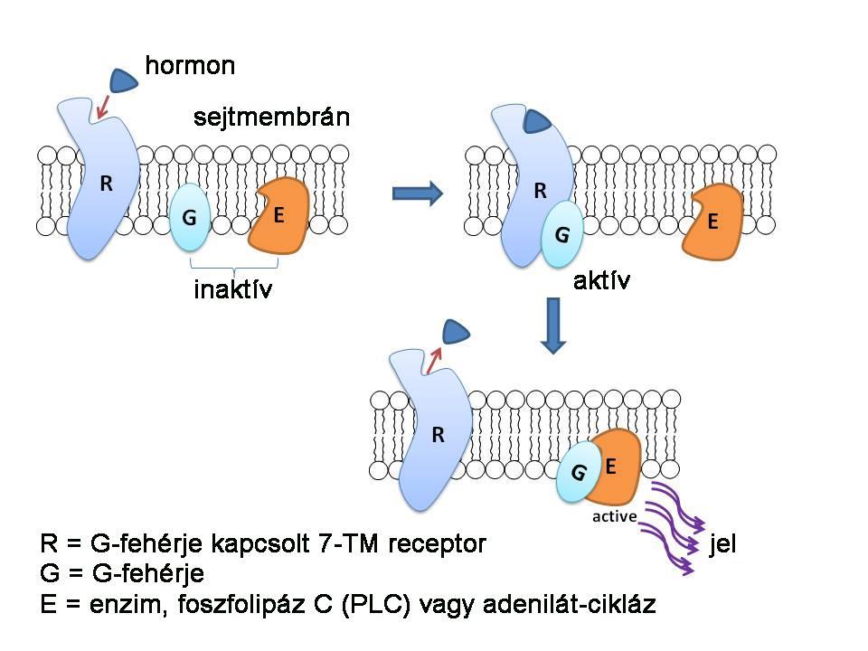 Jelátalakítók G-fehérjék 7 transzmembrán hélix-el rendelkező receptoroknál (7-TM receptorok) alapesetben a membrán belső