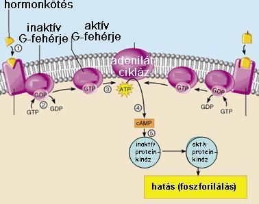 Hormon-receptor kölcsönhatás II. G-fehérje kapcsolt receptorokon át ható hormonok pl.