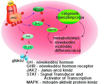 (pl. IGF-1) maga a receptor fehérje tirozin-kináz aktivitású hormonkötés után különböző fehérjék foszforilációja génátírás, sejtciklus, enzimek működése és sejtváz egyaránt változhat