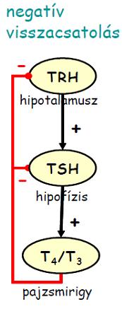 A hormontermelés szabályozása a hipotalamohipofizeális-perifériás szervek rendszerében hypothalamus és az adenohypophysys hormonjai: pulzáló felszabadulás célsejtek hormonérzékenységének fenntartása