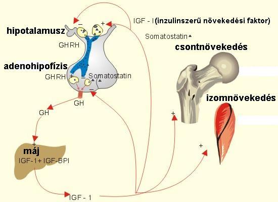 Növekedési hormon (GH) növekedés legfontosabb szabályozója GHRH fokozza a szekréciót, szomatosztatin (GHRIH) gátolja GH-önkorlátozás : GH fokozza a hipotalamuszban a szomatosztatin termelését, ami