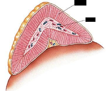 A mellékvesevelő működése mellékvese kéreg mellékvese velő gerincvelő gerincvelői szimpatikus idegrost mellékvese velői hormontermelő sejtek hormon: adrenalin mellékvesevelő szervezetet