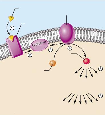 hormonkötés szteroid hormon jel átmeneti hatás jelátalakítás jelfelfogás RNS polimeráz hormon érzékeny régió Hormonhatás kialakulása