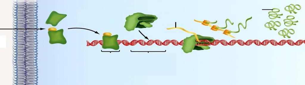 hírvivő) jelátalakító (transzducer) G-fehérjék végrehajtó (effektor) enzimek: adenilát-cikláz, foszfolipáz C, guanilát-cikláz másodlagos