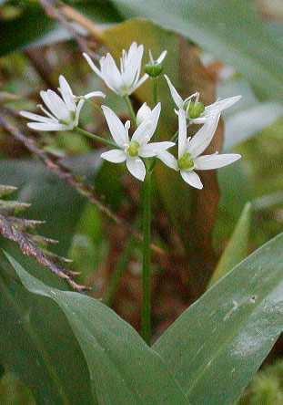 Medvehagyma (Allium ursinum) -Egyéb nevei: medvehagyma -Család: Liliaceae -Drog: Allii ursini herba -Hatóanyag: fő