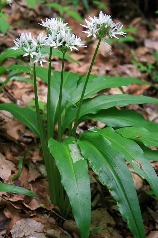 Ge Medvehagyma Allium ursinum 20-35 cm, keskeny, megnyúlt hagymájú évelő (Ge). Levelei hosszú nyelűek, szélestojásdadok, hegyesek, 15-20 cm hosszúak.