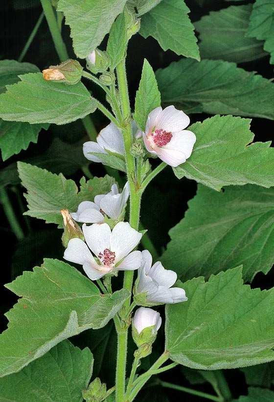 Orvosi ziliz (Althaea officinalis) -Egyéb nevei: fehérmályva -Család: Malvaceae -Drog: Althaeae radix, Althaeae folium -Hatóanyag: