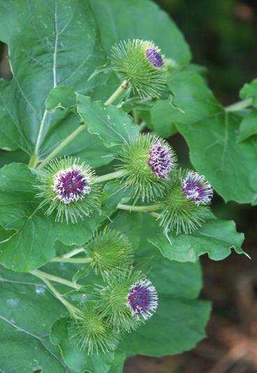 Arctium lappa közönséges bojtorján HT 1-2 m (3) magas, vastag karógyökerű, dúsan elágazó, bordázott szárú nyeles, szíves, nagy (levéllemez: 50 cm, levélnyél: 30 cm), a fonák molyhos